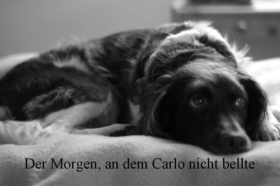 Read more about the article Der Morgen, an dem Carlo nicht bellte …
